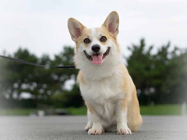 飼い主を見つめる柴犬