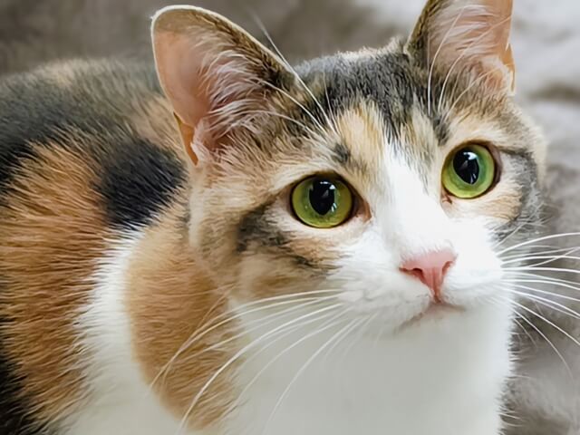 飼い主を見つめる三毛猫